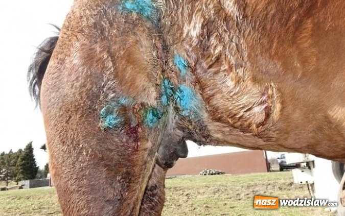 Zdjęcie w galerii na portalu naszwodzislaw.com: Chore zwierzęta trafiały do gospodarstwa przy rzeźni w Wodzisławiu Śląskim wiadomości z regionu