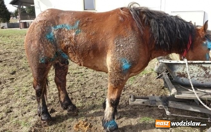 Zdjęcie w galerii na portalu naszwodzislaw.com: Chore zwierzęta trafiały do gospodarstwa przy rzeźni w Wodzisławiu Śląskim wiadomości z regionu