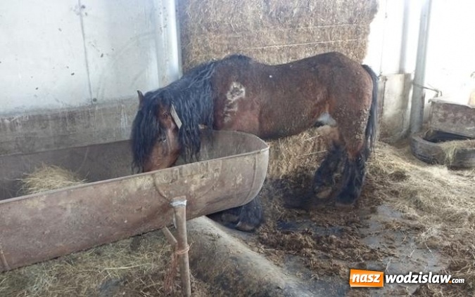 Zdjęcie w galerii na portalu naszwodzislaw.com: Chore zwierzęta trafiały do gospodarstwa przy rzeźni w Wodzisławiu Śląskim wiadomości z regionu