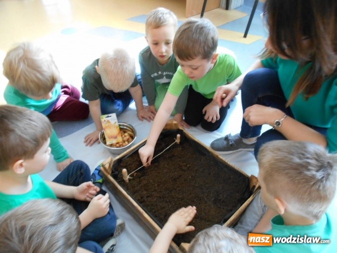 Zdjęcie w galerii na portalu naszwodzislaw.com: Wiosenna przyroda woła małego ekologa wiadomości z regionu