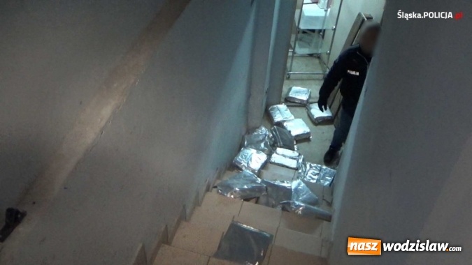 Zdjęcie w galerii na portalu naszwodzislaw.com: Śląska policja uderzyła w gangi pseudokibiców. W tle narkotyki [FOTO i WIDEO] wiadomości z regionu