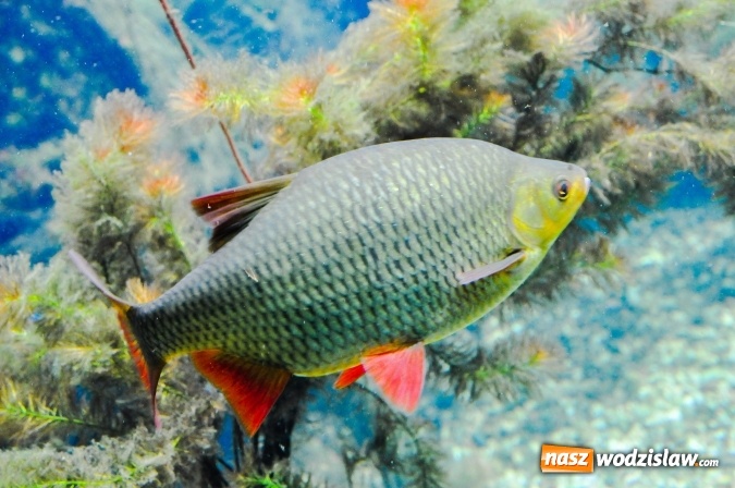 Zdjęcie w galerii na portalu naszwodzislaw.com: Niedaleko ujścia Olzy powstanie Centrum Górnej Odry wiadomości z regionu