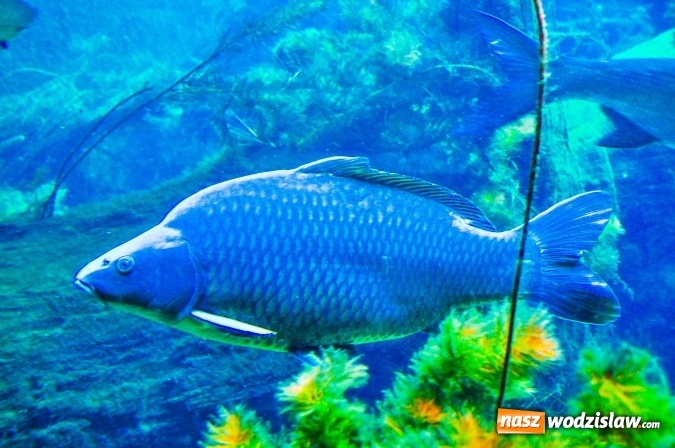 Zdjęcie w galerii na portalu naszwodzislaw.com: Niedaleko ujścia Olzy powstanie Centrum Górnej Odry wiadomości z regionu