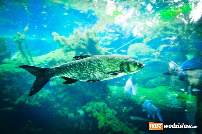 Zdjęcie w galerii na portalu naszwodzislaw.com: Niedaleko ujścia Olzy powstanie Centrum Górnej Odry wiadomości z regionu