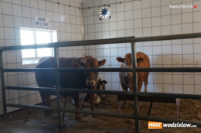 Zdjęcie w galerii na portalu naszwodzislaw.com: Nie ma zgody na niehumanitarne traktowanie zwierząt! wiadomości z regionu