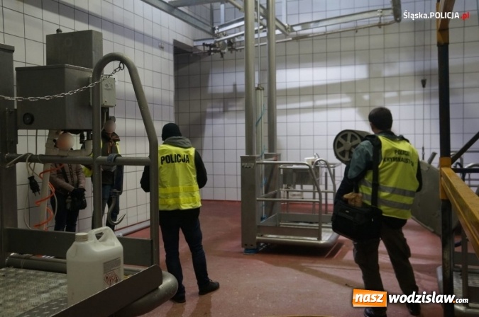 Zdjęcie w galerii na portalu naszwodzislaw.com: Nie ma zgody na niehumanitarne traktowanie zwierząt! wiadomości z regionu