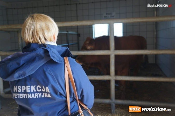 Zdjęcie w galerii na portalu naszwodzislaw.com: Nie ma zgody na niehumanitarne traktowanie zwierząt! wiadomości z regionu