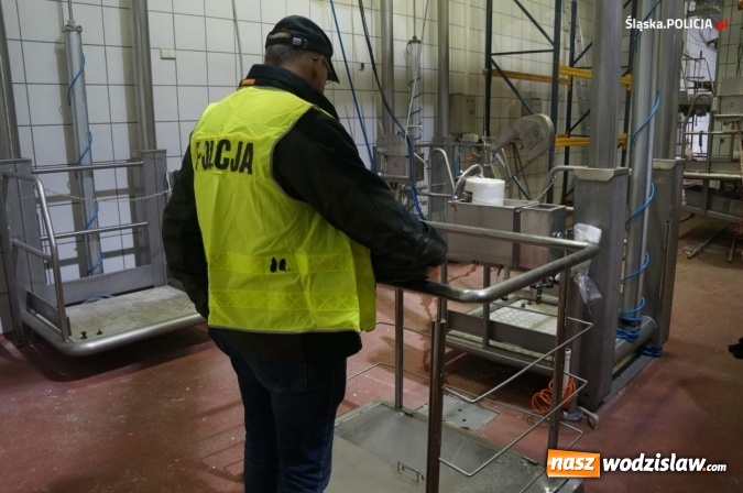 Zdjęcie w galerii na portalu naszwodzislaw.com: Nie ma zgody na niehumanitarne traktowanie zwierząt! wiadomości z regionu