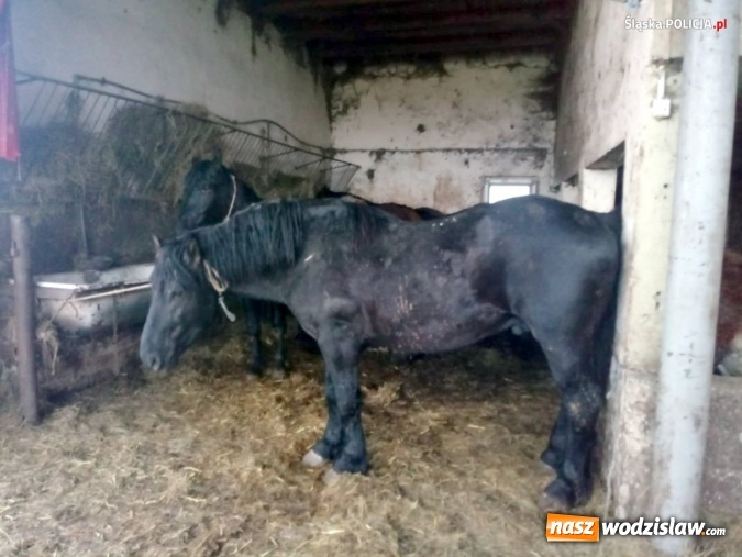 Zdjęcie w galerii na portalu naszwodzislaw.com: Nie ma zgody na niehumanitarne traktowanie zwierząt! wiadomości z regionu
