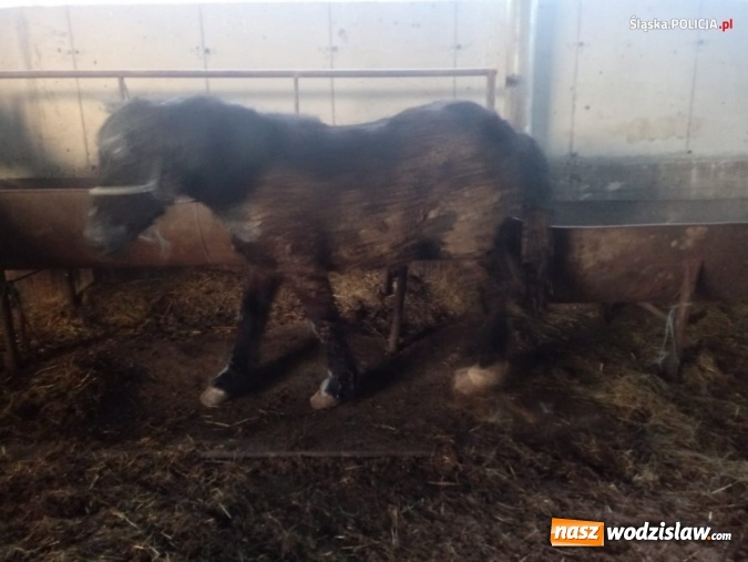Zdjęcie w galerii na portalu naszwodzislaw.com: Nie ma zgody na niehumanitarne traktowanie zwierząt! wiadomości z regionu
