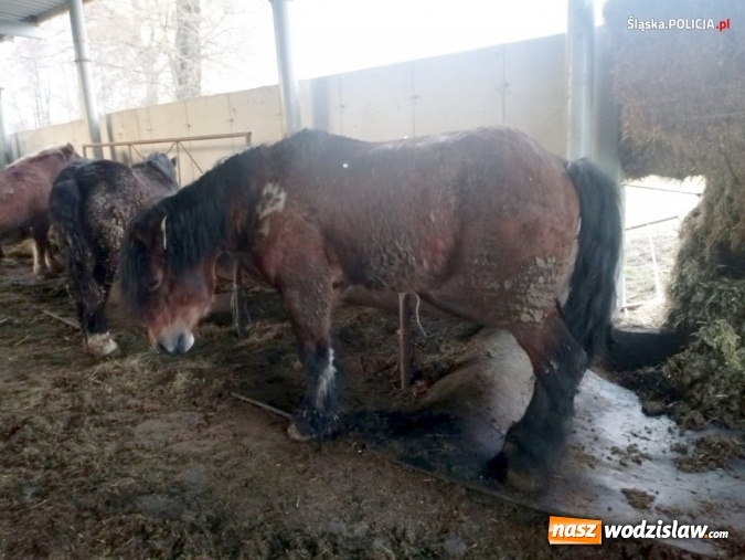 Zdjęcie w galerii na portalu naszwodzislaw.com: Nie ma zgody na niehumanitarne traktowanie zwierząt! wiadomości z regionu