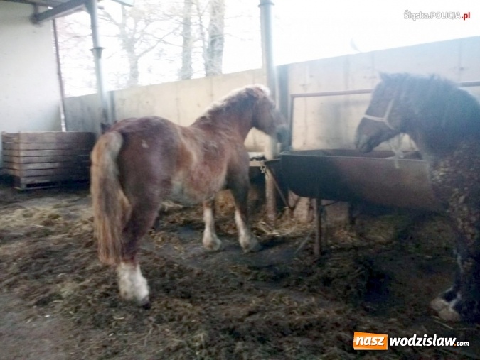 Zdjęcie w galerii na portalu naszwodzislaw.com: Nie ma zgody na niehumanitarne traktowanie zwierząt! wiadomości z regionu