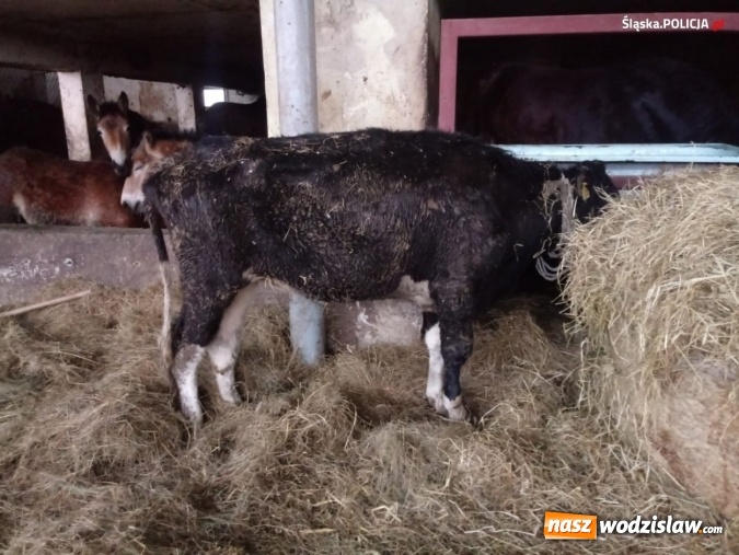 Zdjęcie w galerii na portalu naszwodzislaw.com: Nie ma zgody na niehumanitarne traktowanie zwierząt! wiadomości z regionu