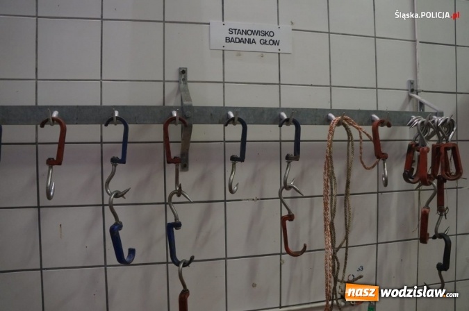 Zdjęcie w galerii na portalu naszwodzislaw.com: Nie ma zgody na niehumanitarne traktowanie zwierząt! wiadomości z regionu