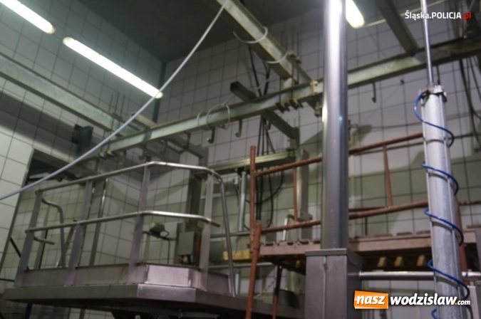 Zdjęcie w galerii na portalu naszwodzislaw.com: Nie ma zgody na niehumanitarne traktowanie zwierząt! wiadomości z regionu