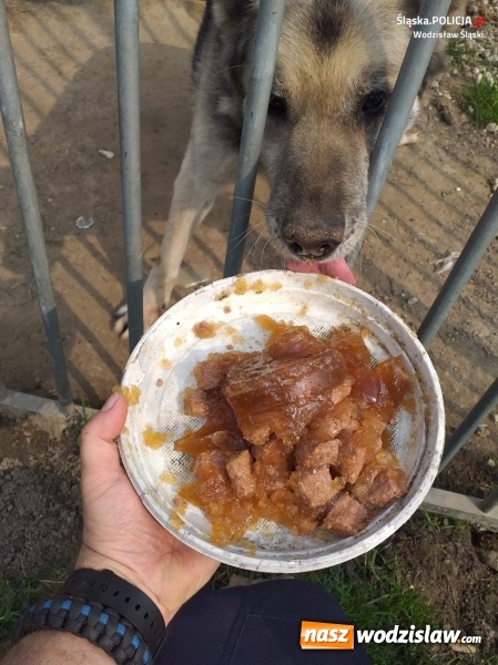 Zdjęcie w galerii na portalu naszwodzislaw.com: Dzielnicowi wodzisławskiej policji docenieni przez mieszkańców Marklowic wiadomości z regionu