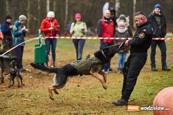 Zdjęcie w galerii na portalu naszwodzislaw.com: Wodzisławianin na podium Pucharu Polski w Dogtrekkingu wiadomości z regionu