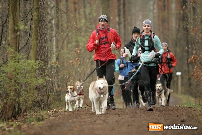 Zdjęcie w galerii na portalu naszwodzislaw.com: Wodzisławianin na podium Pucharu Polski w Dogtrekkingu wiadomości z regionu