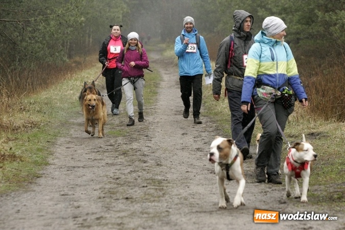 Zdjęcie w galerii na portalu naszwodzislaw.com: Wodzisławianin na podium Pucharu Polski w Dogtrekkingu wiadomości z regionu