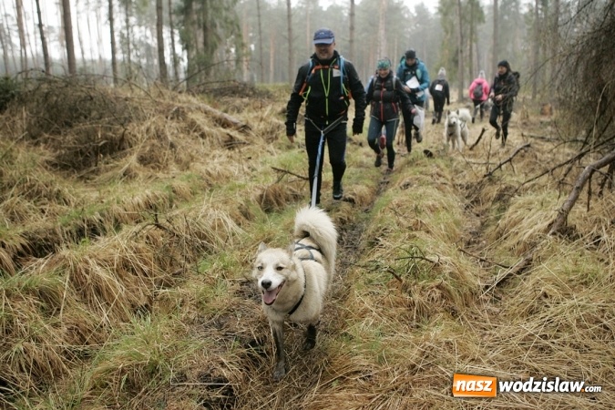 Zdjęcie w galerii na portalu naszwodzislaw.com: Wodzisławianin na podium Pucharu Polski w Dogtrekkingu wiadomości z regionu