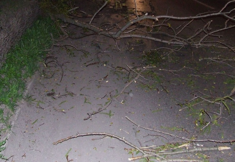 Zdjęcie w galerii na portalu naszwodzislaw.com: Drzewo przewróciło się na drogę wiadomości z regionu