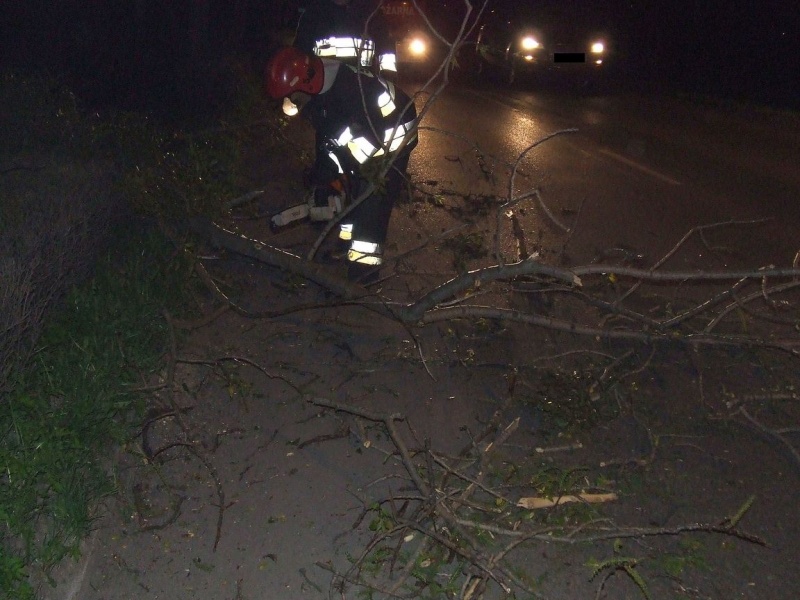 Zdjęcie w galerii na portalu naszwodzislaw.com: Drzewo przewróciło się na drogę wiadomości z regionu