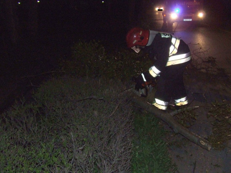 Zdjęcie w galerii na portalu naszwodzislaw.com: Drzewo przewróciło się na drogę wiadomości z regionu