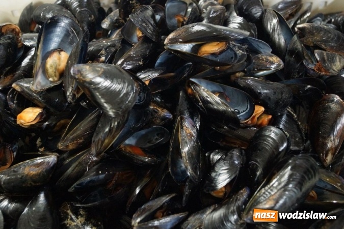 Zdjęcie w galerii na portalu naszwodzislaw.com: Uczniowie rydułtowskiego technikum na praktykach we Włoszech [FOTO] wiadomości z regionu