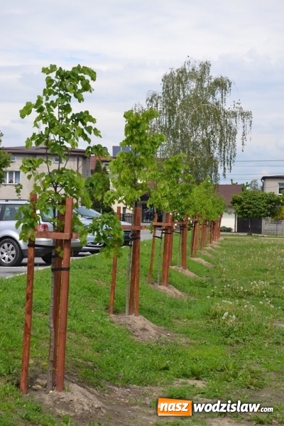 Zdjęcie w galerii na portalu naszwodzislaw.com: W Radlinie posadzono ponad dwadzieścia nowych drzew wiadomości z regionu