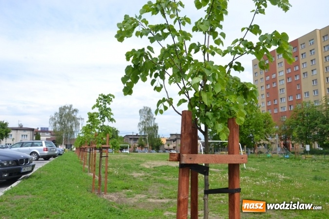 Zdjęcie w galerii na portalu naszwodzislaw.com: W Radlinie posadzono ponad dwadzieścia nowych drzew wiadomości z regionu