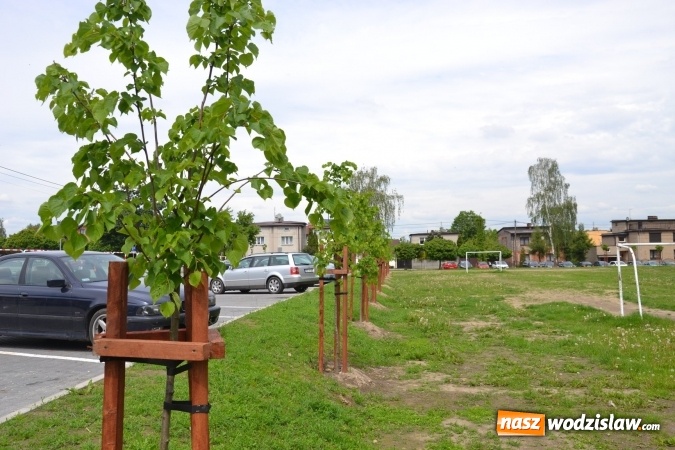 Zdjęcie w galerii na portalu naszwodzislaw.com: W Radlinie posadzono ponad dwadzieścia nowych drzew wiadomości z regionu