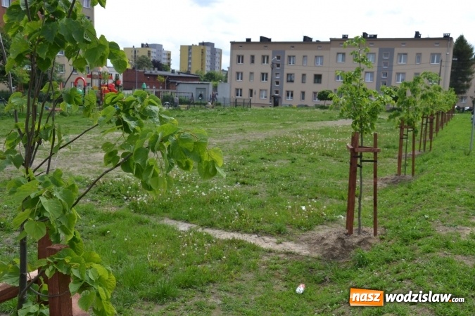 Zdjęcie w galerii na portalu naszwodzislaw.com: W Radlinie posadzono ponad dwadzieścia nowych drzew wiadomości z regionu
