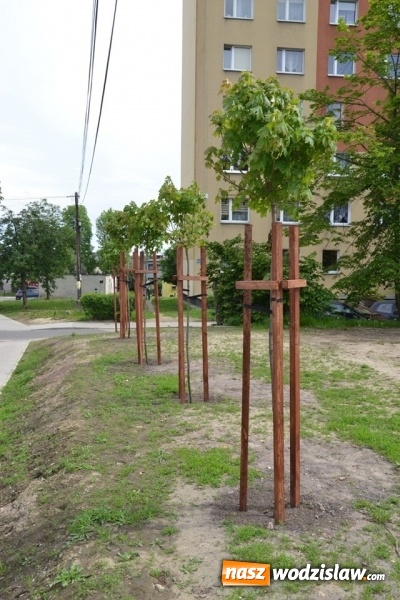 Zdjęcie w galerii na portalu naszwodzislaw.com: W Radlinie posadzono ponad dwadzieścia nowych drzew wiadomości z regionu
