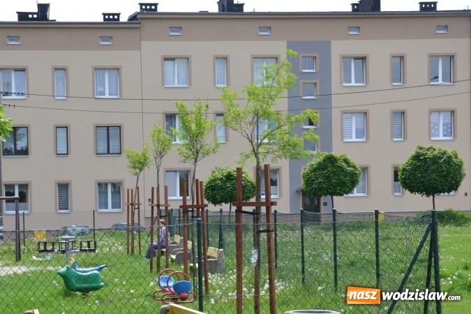 Zdjęcie w galerii na portalu naszwodzislaw.com: W Radlinie posadzono ponad dwadzieścia nowych drzew wiadomości z regionu