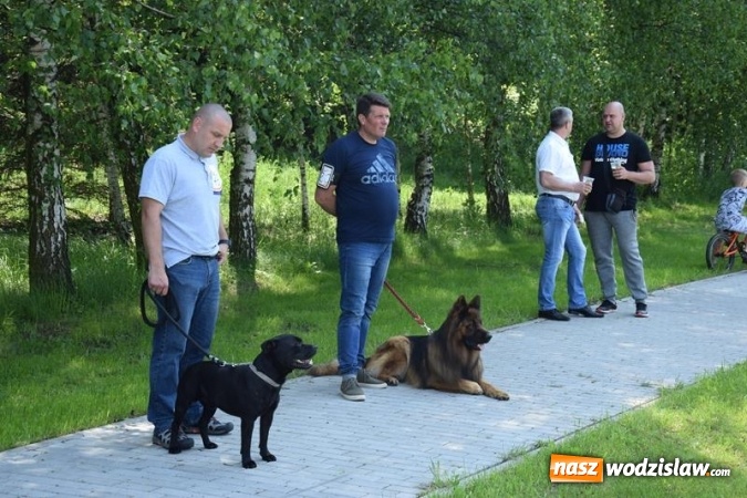 Zdjęcie w galerii na portalu naszwodzislaw.com: Psie piękności na międzynarodowej wystawie w Gogołowej wiadomości z regionu