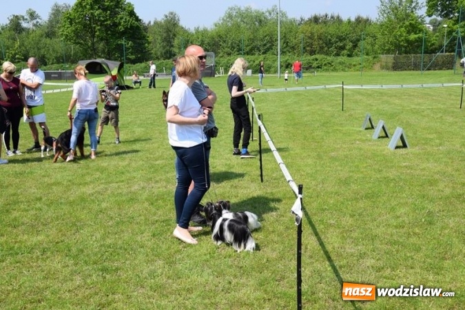 Zdjęcie w galerii na portalu naszwodzislaw.com: Psie piękności na międzynarodowej wystawie w Gogołowej wiadomości z regionu