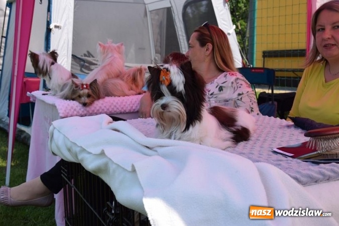 Zdjęcie w galerii na portalu naszwodzislaw.com: Psie piękności na międzynarodowej wystawie w Gogołowej wiadomości z regionu