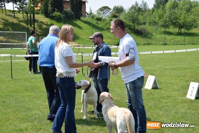 Zdjęcie w galerii na portalu naszwodzislaw.com: Psie piękności na międzynarodowej wystawie w Gogołowej wiadomości z regionu