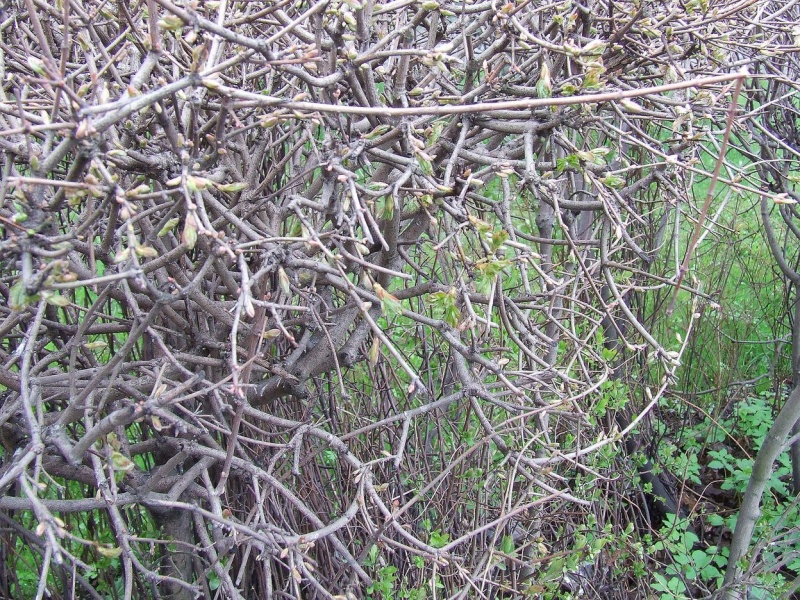 Zdjęcie w galerii na portalu naszwodzislaw.com: Kolczasty głóg zagraża dzieciom! wiadomości z regionu