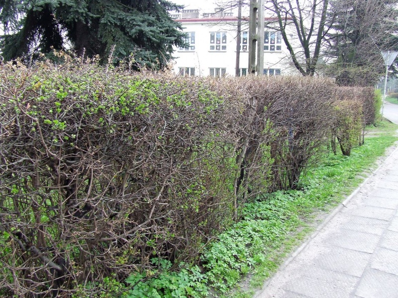 Zdjęcie w galerii na portalu naszwodzislaw.com: Kolczasty głóg zagraża dzieciom! wiadomości z regionu