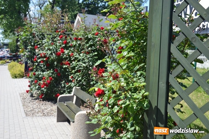 Zdjęcie w galerii na portalu naszwodzislaw.com: Centrum Radlina zakwitło [FOTO] wiadomości z regionu