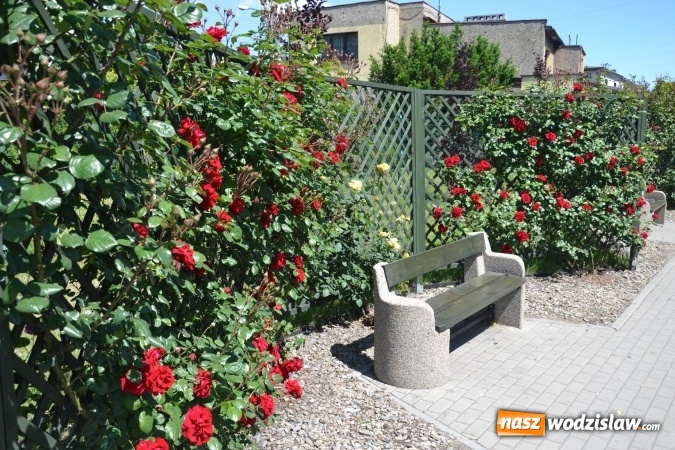 Zdjęcie w galerii na portalu naszwodzislaw.com: Centrum Radlina zakwitło [FOTO] wiadomości z regionu