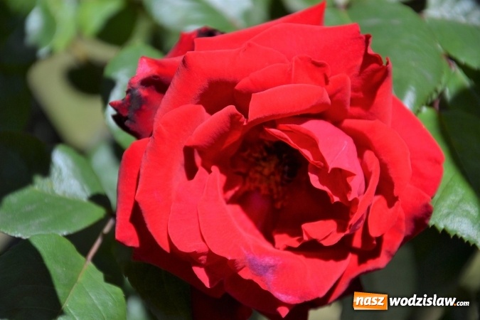 Zdjęcie w galerii na portalu naszwodzislaw.com: Centrum Radlina zakwitło [FOTO] wiadomości z regionu