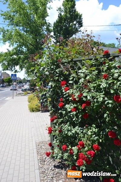 Zdjęcie w galerii na portalu naszwodzislaw.com: Centrum Radlina zakwitło [FOTO] wiadomości z regionu