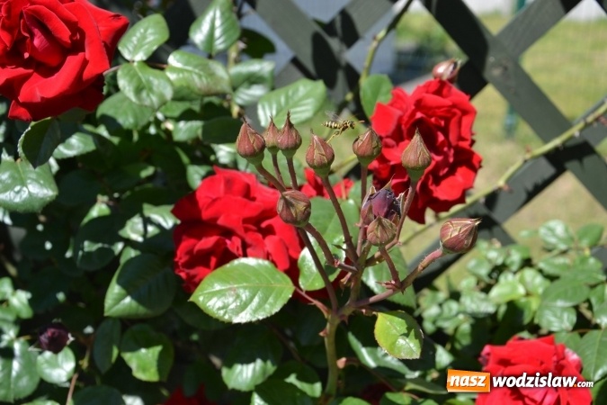 Zdjęcie w galerii na portalu naszwodzislaw.com: Centrum Radlina zakwitło [FOTO] wiadomości z regionu