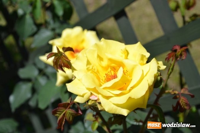 Zdjęcie w galerii na portalu naszwodzislaw.com: Centrum Radlina zakwitło [FOTO] wiadomości z regionu