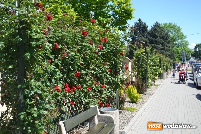 Zdjęcie w galerii na portalu naszwodzislaw.com: Centrum Radlina zakwitło [FOTO] wiadomości z regionu