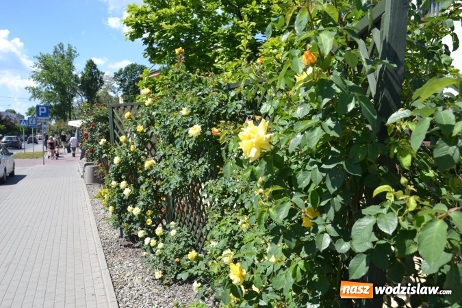 Zdjęcie w galerii na portalu naszwodzislaw.com: Centrum Radlina zakwitło [FOTO] wiadomości z regionu