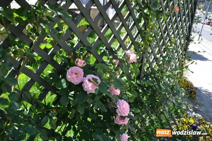 Zdjęcie w galerii na portalu naszwodzislaw.com: Centrum Radlina zakwitło [FOTO] wiadomości z regionu