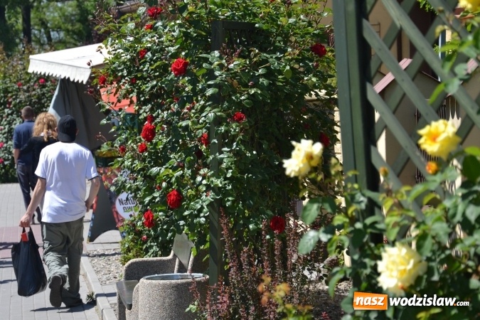 Zdjęcie w galerii na portalu naszwodzislaw.com: Centrum Radlina zakwitło [FOTO] wiadomości z regionu